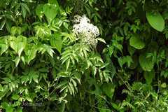 Sambucus nigra
